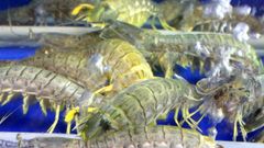  3 cách bảo quản bề bề để vận chuyển xa, giữ được thịt chắc ngọt, không bỡ 