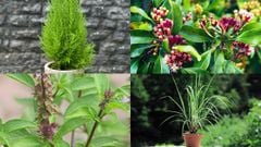  Tổng hợp các loại cây, các loại hoa đuổi muỗi và côn trùng hiệu quả 