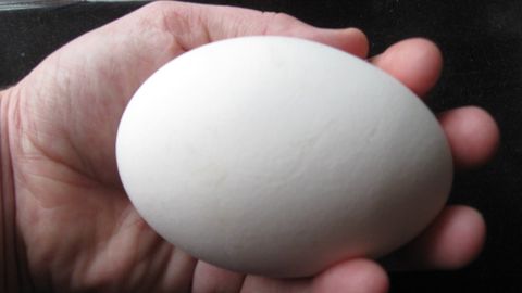 Trứng ngỗng có tác dụng gì? Trứng ngỗng giá bao nhiêu tiền 1 quả?