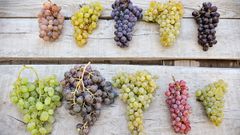  Tổng hợp các loại nho ngon, phổ biến được trồng nhiều ở Việt Nam 