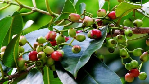 Nụ vối là gì? Tác dụng của nụ vối, cách pha, bảo quản và giá nụ vối