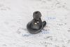 Tai nghe Bluetooth True Wireless Jabra Elite 65T Đen Titanium