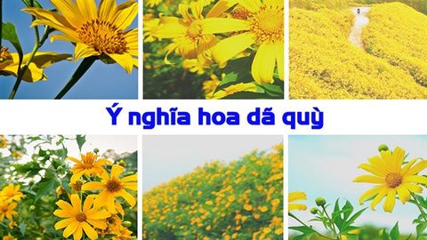 Tiết lộ ý nghĩa hoa dã quỳ | Biểu tượng của tình yêu