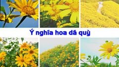  Tiết lộ ý nghĩa hoa dã quỳ | Biểu tượng của tình yêu 
