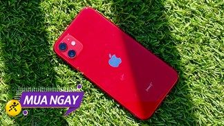 Đứng ngồi không yên với hotdeal iPhone 11 cũ, giá rẻ hơn máy mới rất nhiều lại được hỗ trợ trả góp nữa đấy