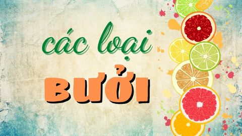 Khám phá các loại bưởi được trồng tại Việt Nam, bạn đã biết hết chưa?