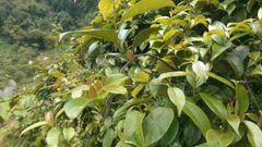  Lá giang là lá gì? Mua lá giang ở đâu và lá giang nấu với gì? 
