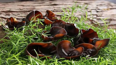 Cách sơ chế nấm mèo nhanh nở, an toàn và đơn giản nhất tại nhà