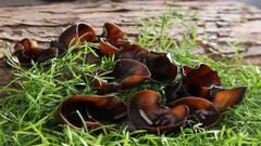  Cách sơ chế nấm mèo nhanh nở, an toàn và đơn giản nhất tại nhà 
