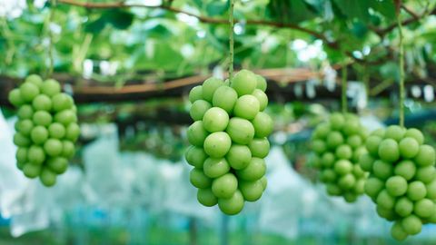 Nho mẫu đơn là gì? Các loại nho mẫu đơn, cách chọn mua và bảo quản được lâu