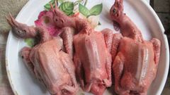  Cách sơ chế thịt chim bồ câu sạch, không bị hôi để món ăn thơm ngon hấp dẫn 
