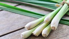  Những cách bảo quản sả tươi lâu và những công dụng tuyệt với từ sả 