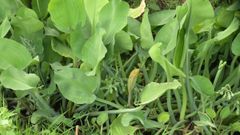  Cây kèo nèo là cây gì? Cây kèo nèo có tác dụng gì và mua ở đâu 