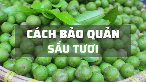 Tổng hợp các cách bảo quản sấu được lâu để cả năm vẫn giữ nguyên hương vị