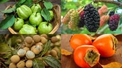  Tổng hợp các loại quả ngâm rượu ngon, dễ tìm và tốt cho sức khỏe 