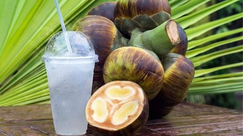 Cách lấy nước thốt nốt, cách bảo quản thốt nốt rim và thốt nốt tươi