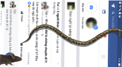  Rắn bò trên khắp màn hình khi đang dùng Facebook? 