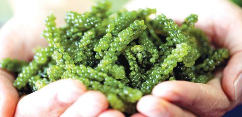 Rong nho là gì? Rong nho giá bao nhiêu và cách chế biến rong nho