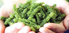  Rong nho là gì? Rong nho giá bao nhiêu và cách chế biến rong nho 