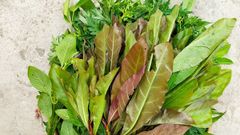  Tổng hợp các loại rau rừng phổ biến và được ưa chuộng ở Việt Nam 