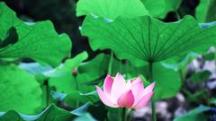  Uống lá sen có tác dụng gì? Cách uống nước trà lá sen đúng cách 