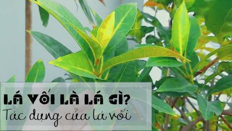 Lá vối là lá gì? Tác dụng của nước lá vối, cách ủ và các lưu ý khi dùng