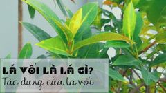  Lá vối là lá gì? Tác dụng của nước lá vối, cách ủ và các lưu ý khi dùng 
