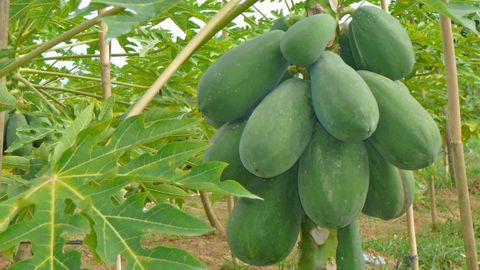 Đu đủ xanh có tác dụng gì? Tác dụng và tác hại của quả đu đủ xanh
