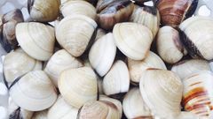  Cách chọn mua, làm sạch và bảo quản nghêu (ngao) tươi sống được lâu 