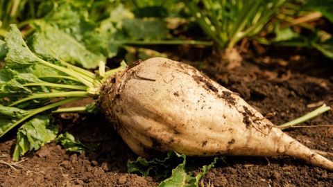 Củ cải đường (sugar beet) là gì? Cách phân biệt với củ cải trắng, củ dền