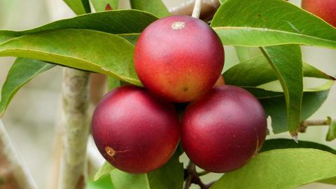 Quả camu camu là gì? Tác dụng của quả camu camu, mua bột camu camu ở đâu?