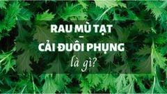  Rau mù tạt - Cải đuôi phụng là gì? Tác dụng của rau mù tạt và cách chế biến 