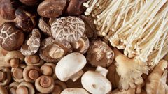  Cách bảo quản nấm các loại được lâu, không bị hư 
