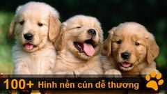  Tổng hợp 101+ hình con chó đẹp, dễ thương nhất | Tải hình chất lượng cao 