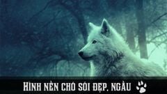  100+ Hình nền, ảnh chó sói đẹp, ngầu full HD cho máy tính, điện thoại 