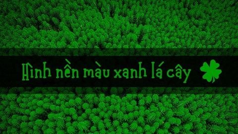 Những hình nền Powerpoint màu xanh lá đẹp nhất