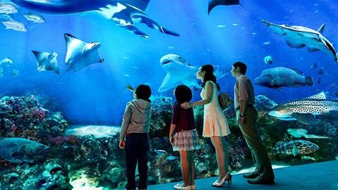 Thủy Cung Times City: Địa chỉ, giá vé, trò chơi 2021