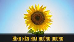  Ý nghĩa hoa hướng dương | 100+ hình nền background hoa hướng dương đẹp 