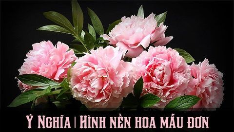 Ý nghĩa hoa mẫu đơn | 100+ hình nền, ảnh mẫu đơn máy tính, điện thoại