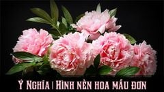  Ý nghĩa hoa mẫu đơn | 100+ hình nền, ảnh mẫu đơn máy tính, điện thoại 