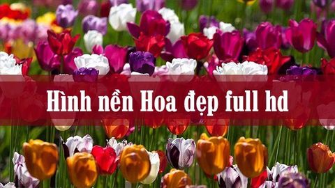 100+ Hình nền, ảnh các loài hoa đẹp, full HD cho máy tính, điện thoại