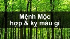  Mệnh Mộc hợp màu gì, kỵ màu gì? Năm sinh những người thuộc mạng Mộc 