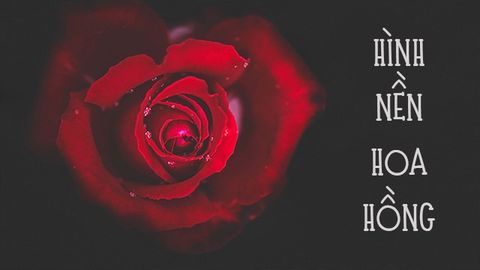 Tổng Hợp 25 Hình Nền Hoa Đẹp Để Làm Hình Nền Cho Máy Tính Của Bạn