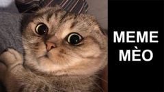  Tổng hợp 100+ meme mèo, khóc, cầm súng, hài hước, đáng yêu, tức giận 