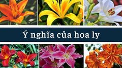  Tổng hợp ý nghĩa hoa ly từ A - Z cho bạn chưa biết 