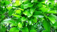  Lá sương sâm có tác dụng gì? Có mấy loại, cách dùng và nơi mua 