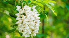  Hoa hòe có tác dụng gì, mua ở đâu? Các tác dụng và tác hại của hoa hòe 