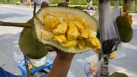 Mít tố nữ là mít gì? Có phải là mít mật không? Tác dụng, cách bổ mít và giá