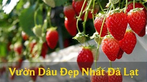 11 vườn dâu đẹp nức tiếng ở Đà Lạt check - in 
