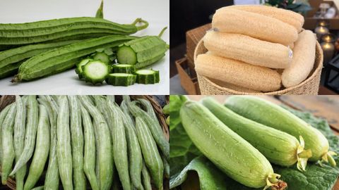 Khám phá các loại giống mướp ở Việt Nam được ưa chuộng và phổ biến nhất